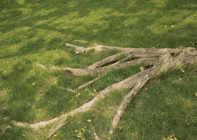 Branches & Twigs